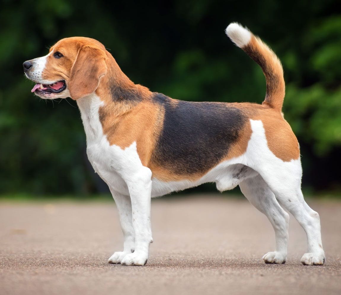A healthy beagle standing outdoors