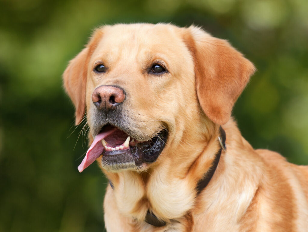 A happy yellow Labrador outdoors