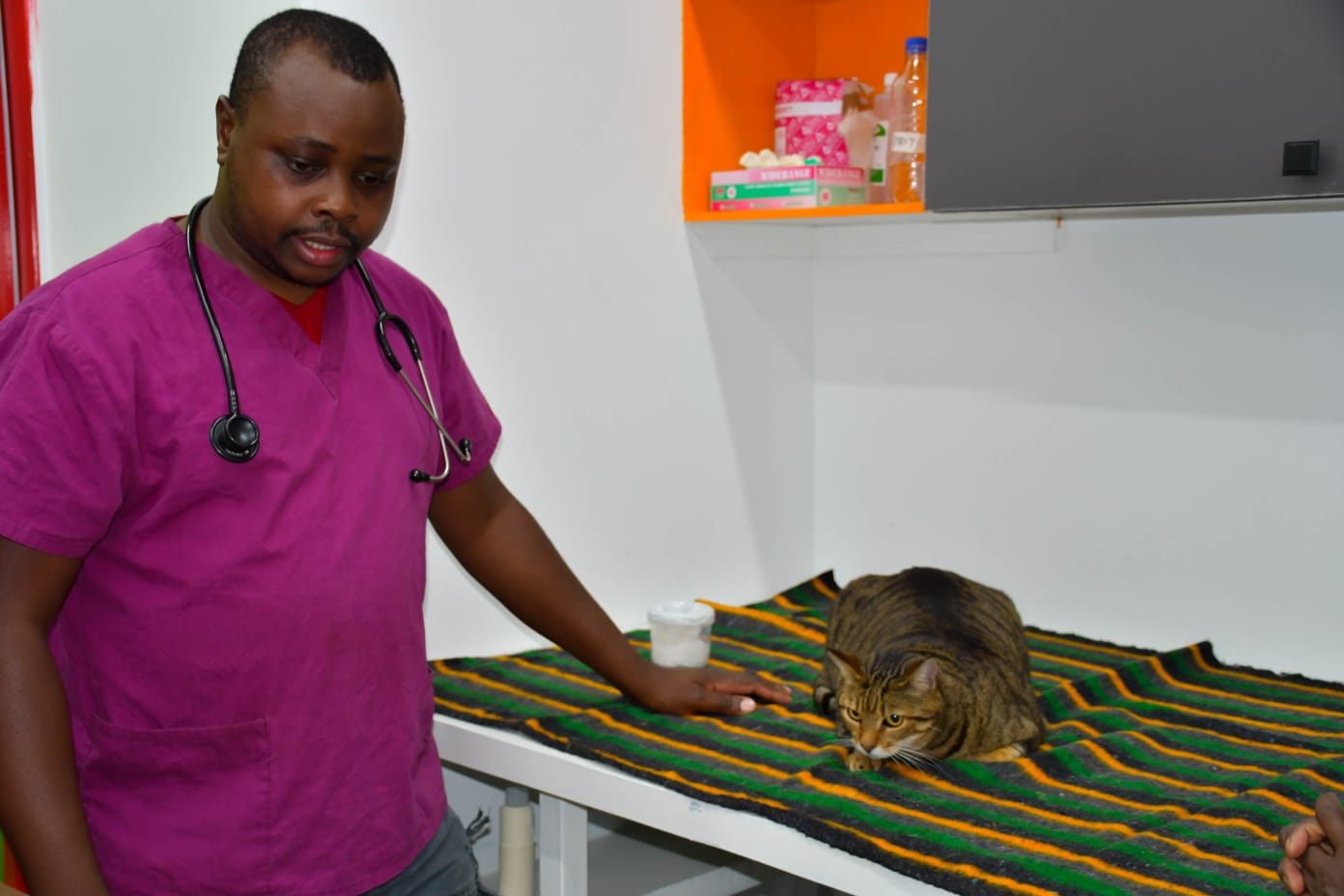Veterinarian at Companion Vet Clinic in Nairobi examining a tabby cat during a checkup