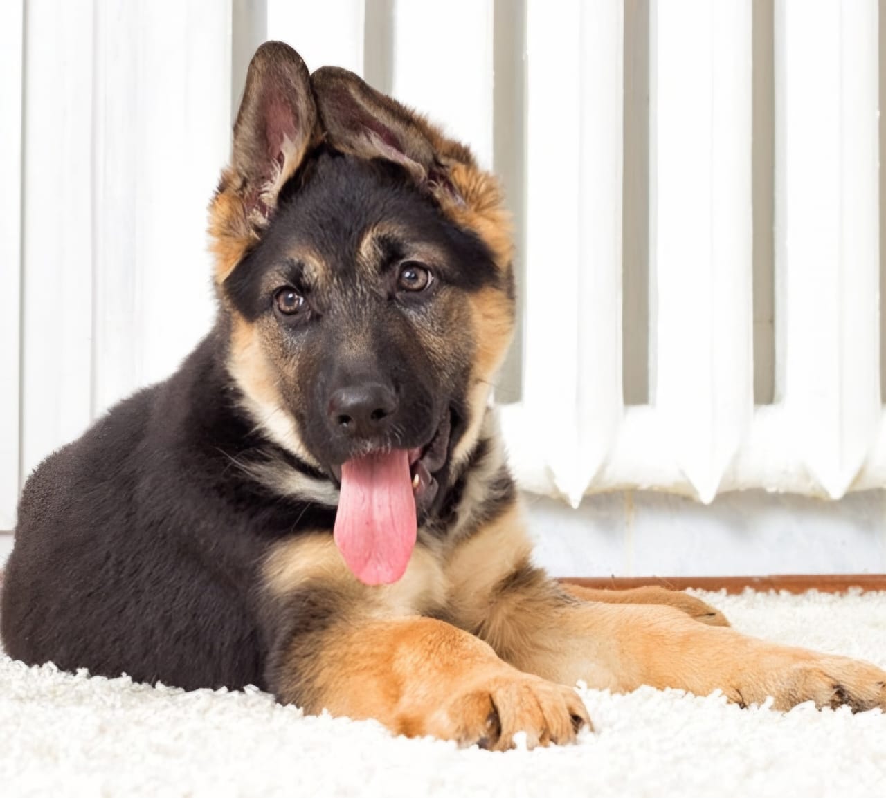 A German Shepherd puppy resting on a rug