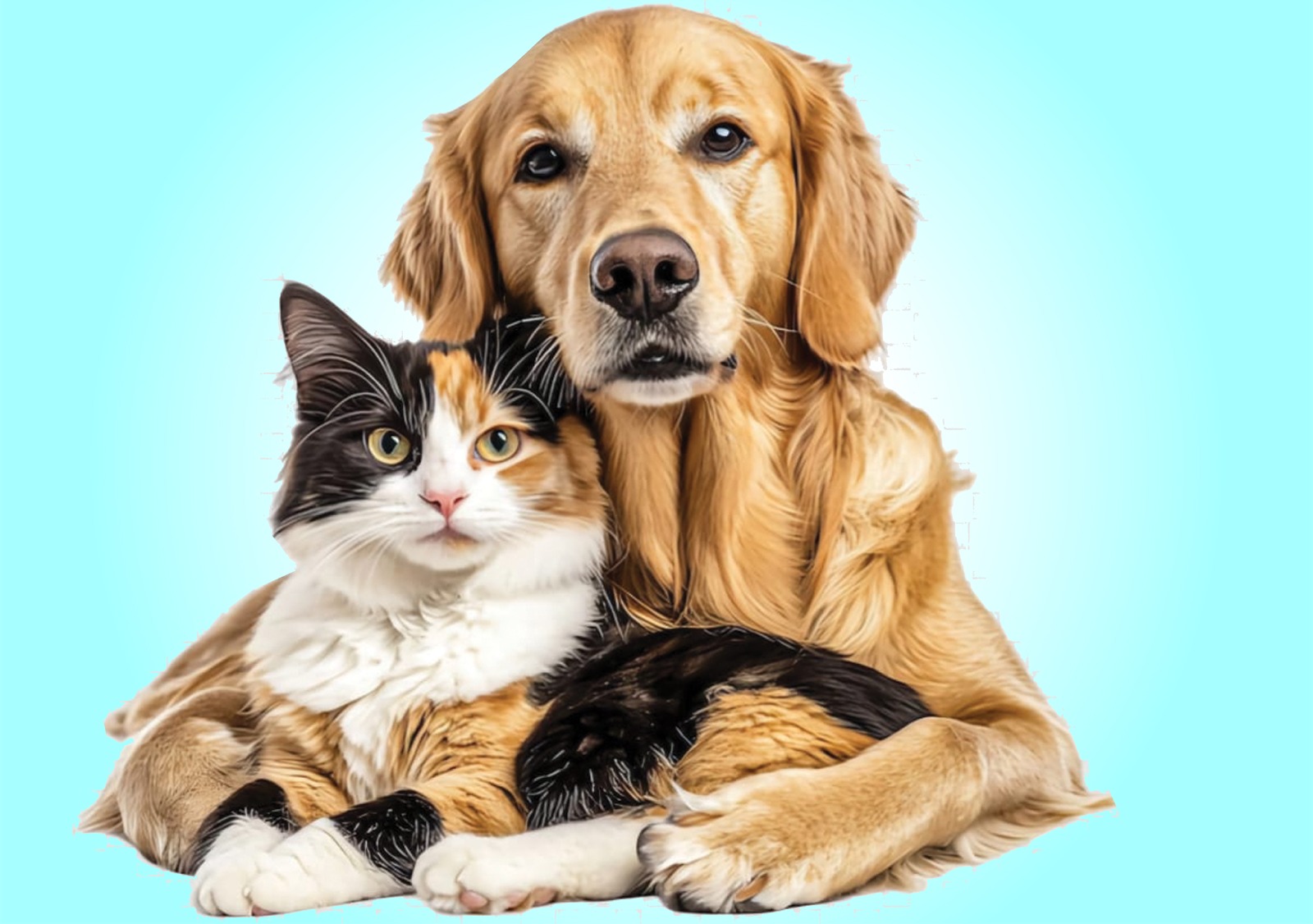 A golden retriever and a cat resting together
